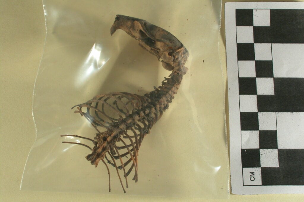 Rat Skeleton found in Apartment 14 ceiling in January 2008