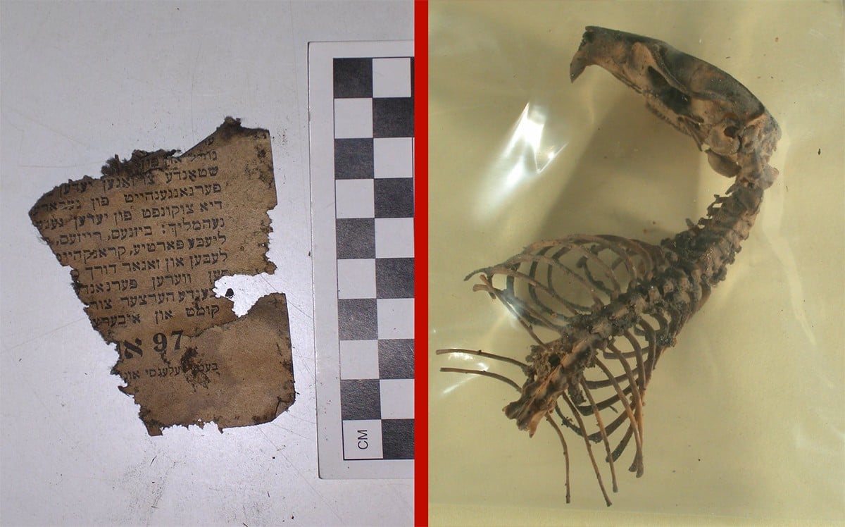 Left: Handbill showing mouse damage found in 97 Orchard in January 2006 during staircase stabilization. Right: Rat Skeleton found in Apartment 14 ceiling in January 2008. (Both from Collections of the Tenement Museum)